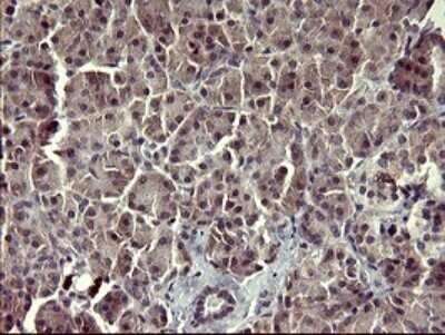 Immunohistochemistry: ARG2 Antibody (OTI3G5) - Azide and BSA Free [NBP2-70205] - Analysis of Human pancreas tissue. (Heat-induced epitope retrieval by 10mM citric buffer, pH6.0, 120C for 3min)