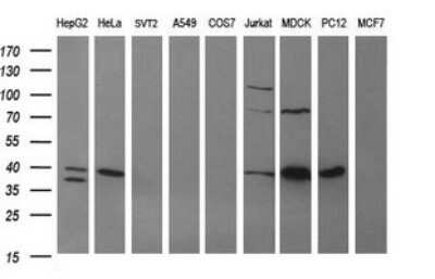 Western Blot: ARG2 Antibody (OTI3G5) - Azide and BSA Free [NBP2-70205] - Analysis of extracts (35ug) from 9 different cell lines (HepG2: human; HeLa: human; SVT2: mouse; A549: human; COS7: monkey; Jurkat: human; MDCK: canine; PC12: rat; MCF7: human).