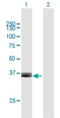 Western Blot: ARG2 Antibody [H00000384-B01P] - Analysis of ARG2 expression in transfected 293T cell line by ARG2 polyclonal antibody.  Lane 1: ARG2 transfected lysate(38.94 KDa). Lane 2: Non-transfected lysate.