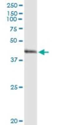 Western Blot: ARG2 Antibody [H00000384-D01P] - Analysis of ARG2 expression in human placenta.