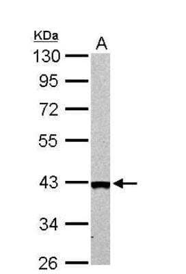 Western Blot: ARG2 Antibody [NBP2-15446] - A. 50 ug mouse kidney lysate/extract 10 % SDS-PAGE dilution: 1:1000