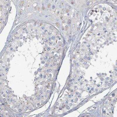 Immunohistochemistry-Paraffin ARGFX Antibody - BSA Free