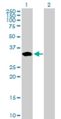 Western Blot: ARGFX Antibody [H00503582-B01P] - Analysis of ARGFX expression in transfected 293T cell line by ARGFX polyclonal antibody.  Lane 1: ARGFX transfected lysate(34.65 KDa). Lane 2: Non-transfected lysate.