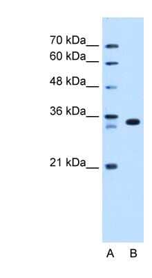 Western Blot ARGFX Antibody - BSA Free