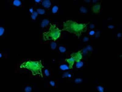 Immunocytochemistry/Immunofluorescence: ARH Antibody (OTI7E11) [NBP2-01435] - Staining of COS7 cells transiently transfected by pCMV6-ENTRY ARH.