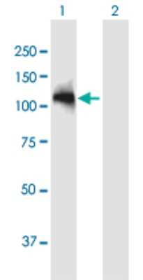Western Blot: ARHGAP12 Antibody [H00094134-B01P] - Analysis of ARHGAP12 expression in transfected 293T cell line by ARHGAP12 polyclonal antibody.  Lane 1: ARHGAP12 transfected lysate(92.51 KDa). Lane 2: Non-transfected lysate.