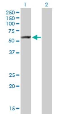 Western Blot: ARHGAP15 Antibody [H00055843-B01P] - Analysis of ARHGAP15 expression in transfected 293T cell line by ARHGAP15 polyclonal antibody.  Lane 1: ARHGAP15 transfected lysate(52.25 KDa). Lane 2: Non-transfected lysate.