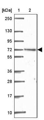 Western Blot: ARHGAP22 Antibody [NBP2-39028] - Lane 1: Marker  [kDa] 250, 130, 95, 72, 55, 36, 28, 17, 10.  Lane 2: Human cell line RT-4