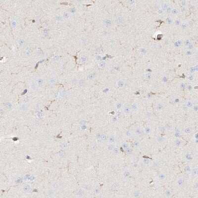 Immunohistochemistry-Paraffin: ARHGAP25 Antibody [NBP1-83053] - Staining of human cerebral cortex shows low expression as expected.