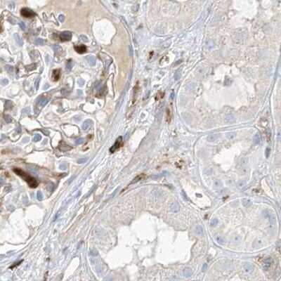 Immunohistochemistry-Paraffin: ARHGAP25 Antibody [NBP1-83053] - Staining of human kidney.