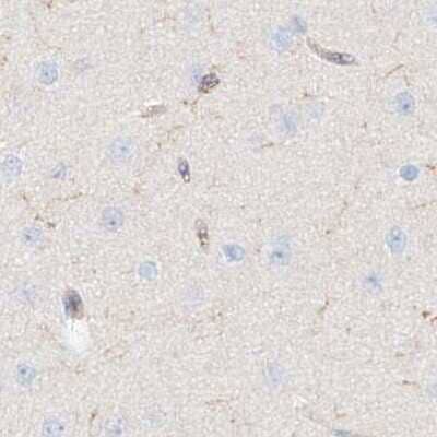 Immunohistochemistry-Paraffin: ARHGAP25 Antibody [NBP1-83053] - Staining of human cerebral cortex using Anti-ARHGAP25 antibody NBP1-83053.