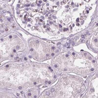Immunohistochemistry-Paraffin: ARHGAP25 Antibody [NBP2-57228] - Staining of human kidney.