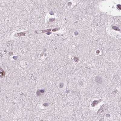 Immunohistochemistry-Paraffin: ARHGAP25 Antibody [NBP2-57228] - Staining of human cerebral cortex using Anti-ARHGAP25 antibody NBP2-57228.