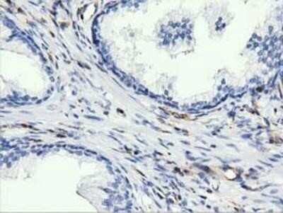 Immunohistochemistry: ARHGAP25 Antibody (OTI2D5) - Azide and BSA Free [NBP2-71508] - Staining of paraffin-embedded Human prostate tissue using anti-ARHGAP25 mouse monoclonal antibody.