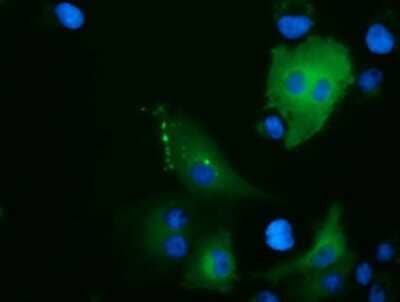 Immunocytochemistry/Immunofluorescence: ARHGAP25 Antibody (OTI2D5) [NBP2-03024] - Staining of COS7 cells transiently transfected by pCMV6-ENTRY ARHGAP25 .