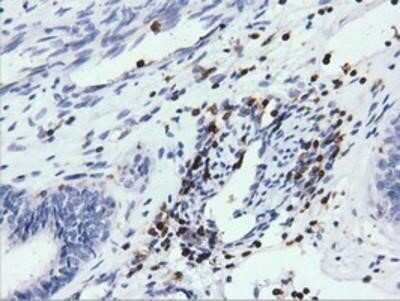 Immunohistochemistry-Paraffin ARHGAP25 Antibody (OTI2D5)