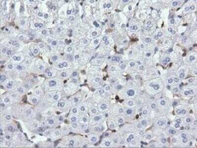 Immunohistochemistry-Paraffin: ARHGAP25 Antibody (OTI2D5) [NBP2-03024] - Staining of paraffin-embedded Human liver tissue using anti-ARHGAP25 mouse monoclonal antibody.
