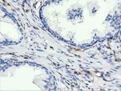 Immunohistochemistry-Paraffin: ARHGAP25 Antibody (OTI2D5) [NBP2-03024] - Staining of paraffin-embedded Human prostate tissue using anti-ARHGAP25 mouse monoclonal antibody.
