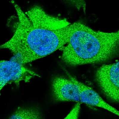 Immunocytochemistry/Immunofluorescence: ARHGAP27 Antibody [NBP1-91223] - Staining of human cell line U-251 MG shows localization to nucleoplasm & cytosol. Antibody staining is shown in green.