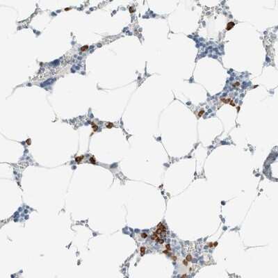 Immunohistochemistry-Paraffin: ARHGAP27 Antibody [NBP1-91223] - Staining of human bone marrow shows strong cytoplasmic positivity in a subset of bone marrow poietic cells.