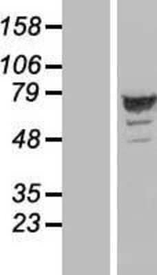 Western Blot: ARHGAP27 Overexpression Lysate (Adult Normal) [NBP2-04624] Left-Empty vector transfected control cell lysate (HEK293 cell lysate); Right -Over-expression Lysate for ARHGAP27.