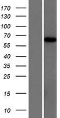 Western Blot: ARHGAP28 Overexpression Lysate (Adult Normal) [NBP2-08759] Left-Empty vector transfected control cell lysate (HEK293 cell lysate); Right -Over-expression Lysate for ARHGAP28.