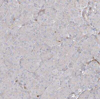 Immunohistochemistry-Paraffin: ARHGAP30 Antibody [NBP1-84653] - Staining of human pancreas shows no positivity in exocrine glandular cells as expected.