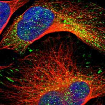 Immunocytochemistry/Immunofluorescence: ARHGAP4 Antibody [NBP1-88528] - Staining of human cell line U-2 OS shows positivity in cytoplasm, focal adhesion sites and nucleus but excluded from the nucleoli.