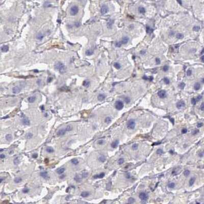 Immunohistochemistry-Paraffin: ARHGAP4 Antibody [NBP1-88527] - Staining of human liver.