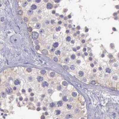 Immunohistochemistry-Paraffin: ARHGAP4 Antibody [NBP1-88527] - Staining of human testis.