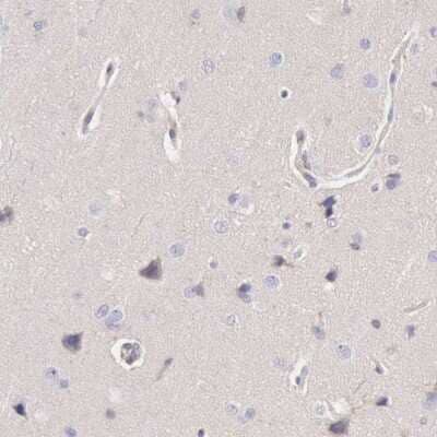 Immunohistochemistry-Paraffin: ARHGAP4 Antibody [NBP1-88528] - Staining of human cerebral cortex shows low expression as expected.