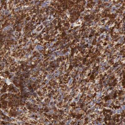 Immunohistochemistry-Paraffin: ARHGAP4 Antibody [NBP1-88528] - Staining of human spleen shows high expression.