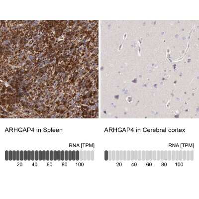 <b>Orthogonal Strategies Validation. </b>Immunohistochemistry-Paraffin: ARHGAP4 Antibody [NBP1-88528] - Staining in human spleen and cerebral cortex tissues using anti-ARHGAP4 antibody. Corresponding ARHGAP4 RNA-seq data are presented for the same tissues.