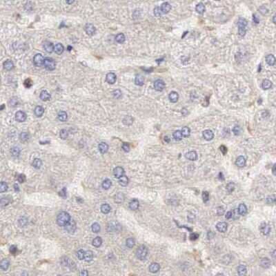 Immunohistochemistry-Paraffin: ARHGAP4 Antibody [NBP1-88528] - Staining of human liver.