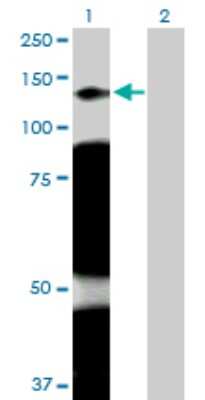 Western Blot: ARHGAP4 Antibody [H00000393-D01P] - Analysis of ARHGAP4 expression in transfected 293T cell line by ARHGAP4 polyclonal antibody.Lane 1: ARHGAP4 transfected lysate(109.40 KDa).Lane 2: Non-transfected lysate.