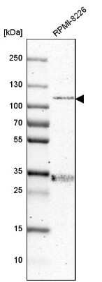 Western Blot: ARHGAP4 Antibody [NBP1-88527] - Analysis in human cell line RPMI-8226.