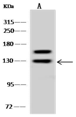 Western Blot: ARHGAP4 Antibody [NBP2-97914] - Anti-ARHGAP4 rabbit polyclonal antibody at 1:500 dilution. Lane A: U 251MG Whole Cell Lysate Lysates/proteins at 30 ug per lane. Secondary Goat Anti-Rabbit IgG (H+L)/HRP at 1/10000 dilution. Developed using the ECL technique. Performed under reducing conditions. Predicted band size: 105 kDa. Observed band size: 130 kDa.