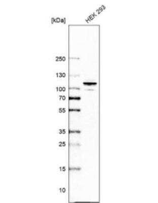 Western Blot: ARHGAP44 Antibody [NBP1-93624] - Analysis in human cell line HEK 293.