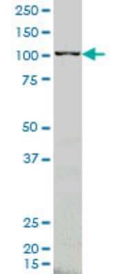 Western Blot: ARHGEF1 Antibody (4C4) [H00009138-M03] - Analysis of ARHGEF1 expression in K-562 (Cat # L009V1).