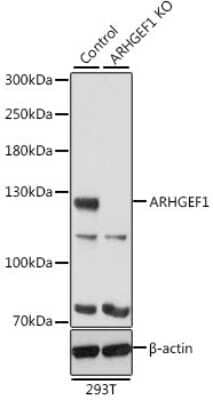 <b>Genetic Strategies Validation. </b>Western Blot: ARHGEF1 Antibody [NBP2-92963] - Analysis of extracts from normal (control) and ARHGEF1 knockout (KO) 293T cells, using ARHGEF1 at 1:500 dilution.Secondary antibody: HRP Goat Anti-Rabbit IgG (H+L) at 1:10000 dilution.Lysates/proteins: 25ug per lane.Blocking buffer: 3% nonfat dry milk in