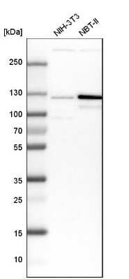 Western Blot: ARHGEF1 Antibody [NBP1-82843] - Analysis in mouse cell line NIH-3T3 and rat cell line NBT-II.