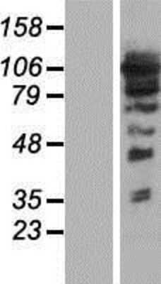 Western Blot: ARHGEF1 Overexpression Lysate (Adult Normal) [NBP2-04661] Left-Empty vector transfected control cell lysate (HEK293 cell lysate); Right -Over-expression Lysate for ARHGEF1.