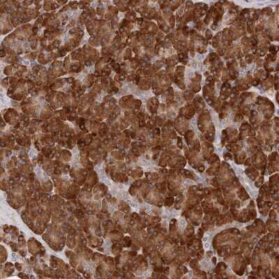Immunohistochemistry-Paraffin: ARHGEF10L Antibody [NBP1-90432] - Staining of human pancreas shows strong cytoplasmic positivity in exocrine cells.