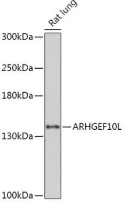 Western Blot: ARHGEF10L Antibody [NBP2-92175] - Analysis of extracts of Rat lung, using ARHGEF10L at 1:1000 dilution.Secondary antibody: HRP Goat Anti-Rabbit IgG (H+L) at 1:10000 dilution.Lysates/proteins: 25ug per lane.Blocking buffer: 3% nonfat dry milk in TBST.Detection: ECL Basic Kit .Exposure time: 90s.
