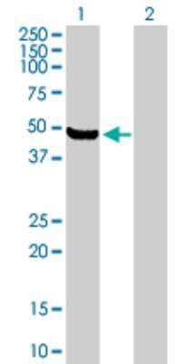 Western Blot: ARHGEF16 Antibody [H00027237-B01P] - Analysis of ARHGEF16 expression in transfected 293T cell line by ARHGEF16 polyclonal antibody.  Lane 1: ARHGEF16 transfected lysate(46.31 KDa). Lane 2: Non-transfected lysate.