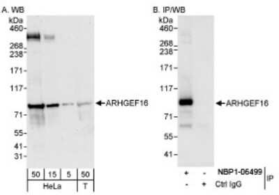 Western Blot ARHGEF16 Antibody