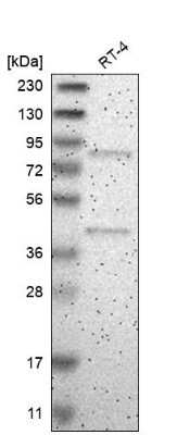 Western Blot ARHGEF16 Antibody