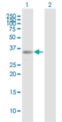 Western Blot ARHGEF3 Antibody - Azide and BSA Free