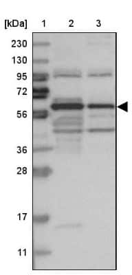 Western Blot ARHGEF3 Antibody - BSA Free