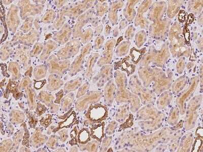 Immunohistochemistry-Paraffin: ARHGEF39 Antibody [NBP2-97431] - Immunochemical staining of human ARHGEF39 in human kidney with rabbit polyclonal antibody at 1:100 dilution, formalin-fixed paraffin embedded sections.